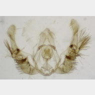 Celypha lacunana m3