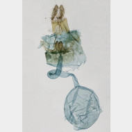 01 Celypha lacunana w