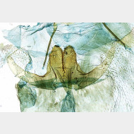 02 Celypha lacunana w ostium