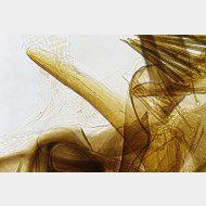 Celypha rurestrana m a