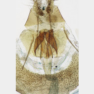 Celypha striana w ostium