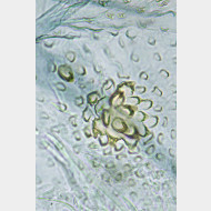 Celypha striana w signum2