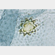 01 Celypha striana w signum