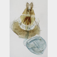 Celypha striana w2