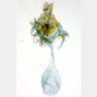 Celypha striana w