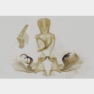 Clepsis consimilana m2