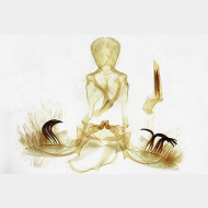 Clepsis consimilana m