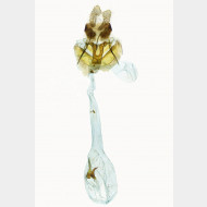 Clepsis steineriana w