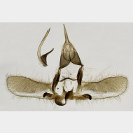 04 Cnephasia abrasana m