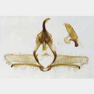 00 Cnephasia alticolana m