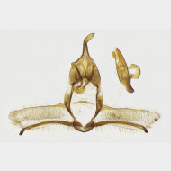 01 Cnephasia alticolana m