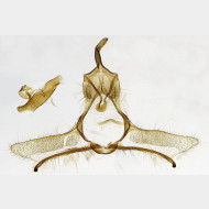 02 Cnephasia alticolana m