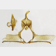 04 Cnephasia alticolana m