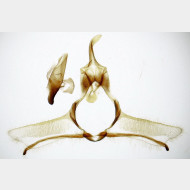 07 Cnephasia alticolana m