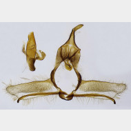 Cnephasia alticolana m jpg