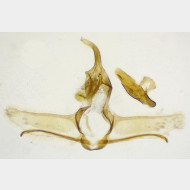 Cnephasia alticolana m3