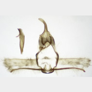 Cnephasia alticolana m5