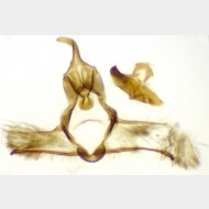 Cnephasia alticolana m