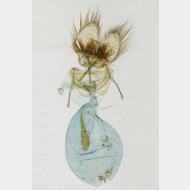 07 Cnephasia asseclana w