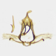Cnephasia cupressivorana m4
