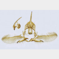 00 Cnephasia incertana m