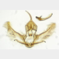 Cnephasia incertana m 2305 2017