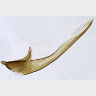 02 Cnephasia incertana m a