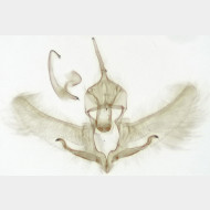 Cnephasia incertana m2