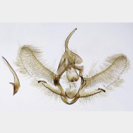 01 Cnephasia incertana m3