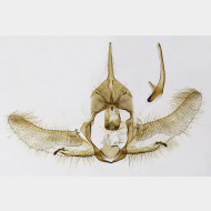 03 Cnephasia incertana m