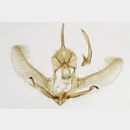 04 Cnephasia incertana m