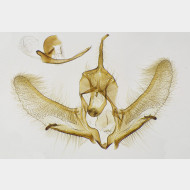 Cnephasia incertana m6