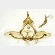 Cnephasia stephensiana m v2