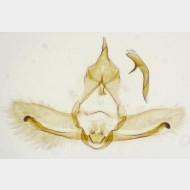 Cnephasia stephensiana m3