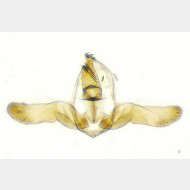 Cydia cosmophorana m