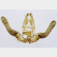 00 Cymolomia hartigiana m