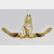 01 Cymolomia hartigiana m