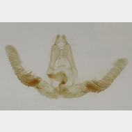 02 Cymolomia hartigiana m