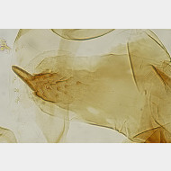 03 Cymolomia hartigiana m phallus