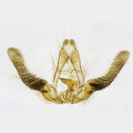 04 Cymolomia hartigiana m