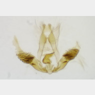 Cymolomia hartigiana m2