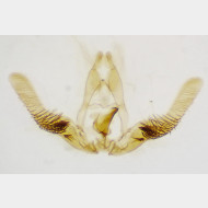 Cymolomia hartigiana m3