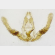 Cymolomia hartigiana m4