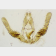 Cymolomia hartigiana m