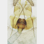 01 Cymolomia hartigiana w antrum