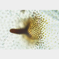 02 Cymolomia hartigiana w signum