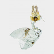 03 Cymolomia hartigiana w