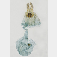 05 Cymolomia hartigiana w