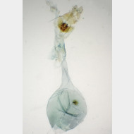 Cymolomia hartigiana w