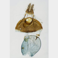 Dichrorampha alpestrana w